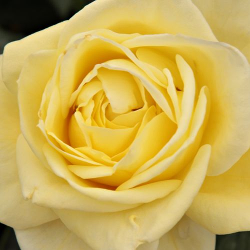 Comanda trandafiri online - Galben - trandafir teahibrid - trandafir cu parfum discret - Rosa Produs nou - W. Kordes & Sons - ,-